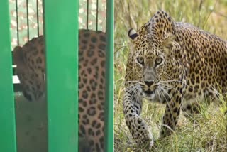 Leopard entered hospital, captured in cage after four hours