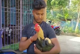 Cock costs Rs 30,000 in Odisha's Balasore ahead of Makar Sankranti