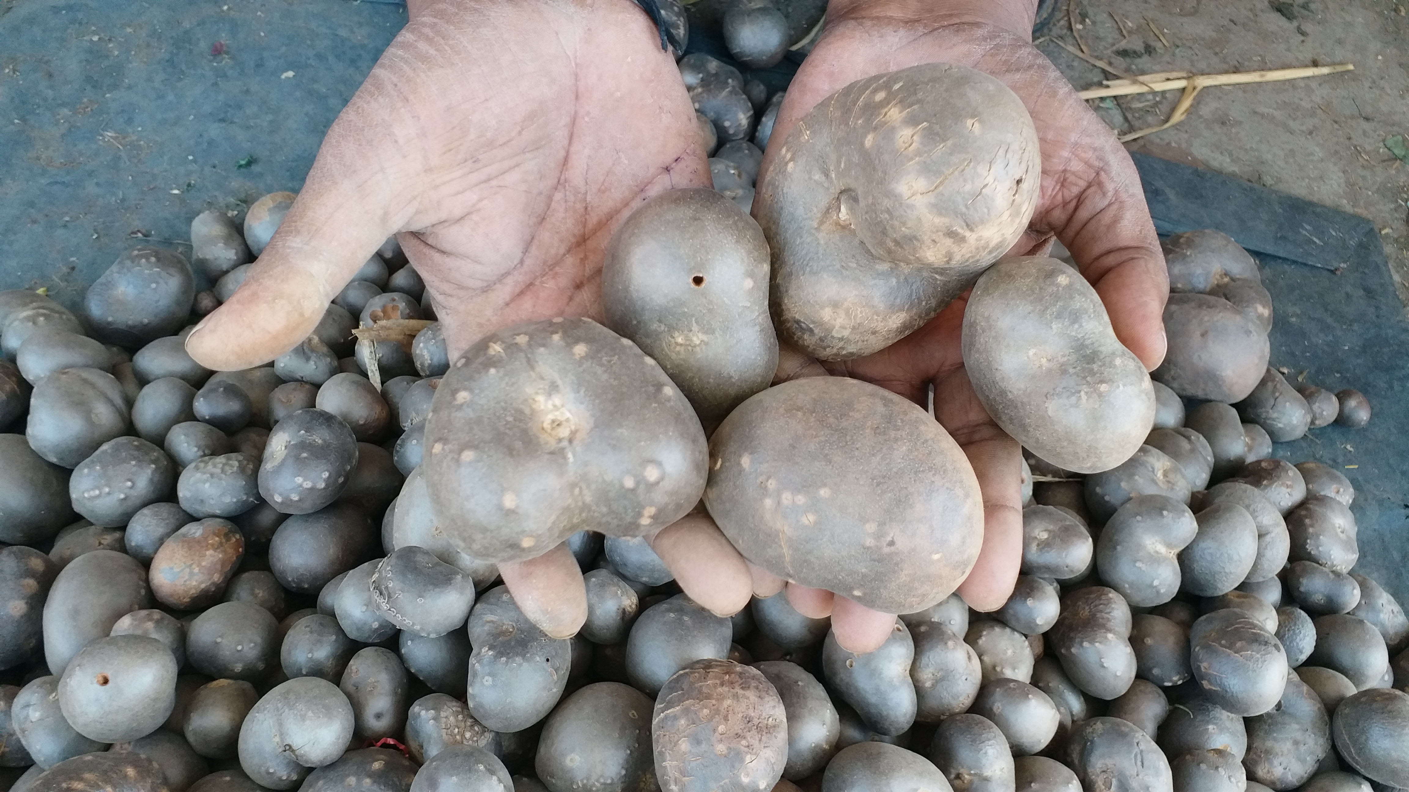 Gethi and Gaderi vegetables of Uttarakhand