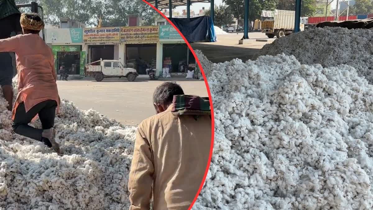 allege Government cotton purchase not happening