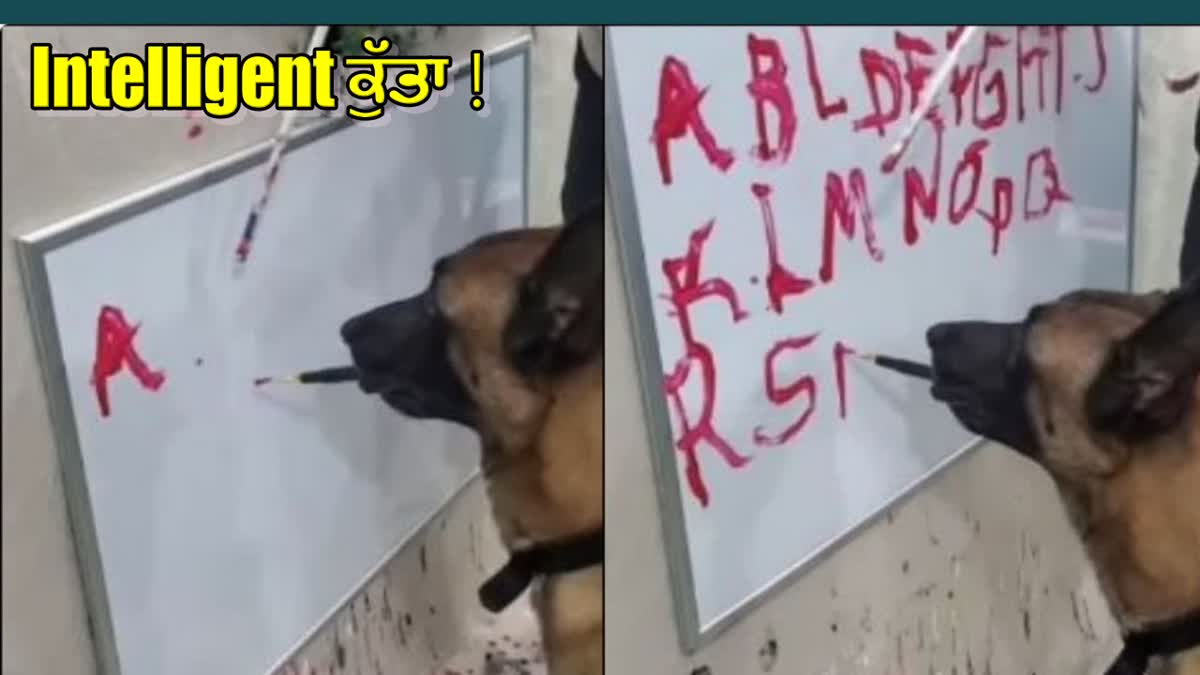 DOG WRITE A TO Z ON WHITE BOARD