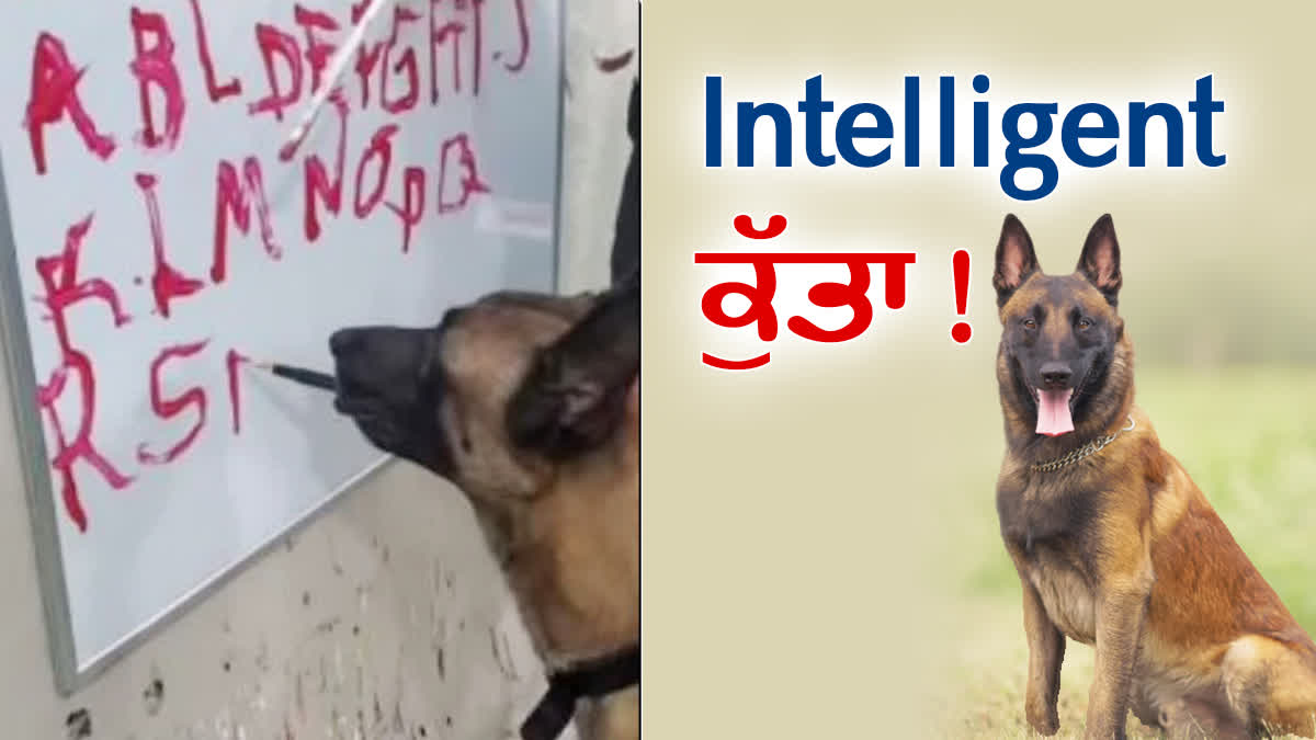 DOG WRITE A TO Z ON WHITE BOARD