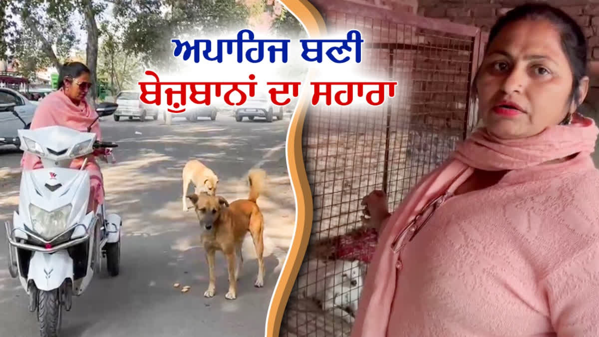 dog lovers in moga