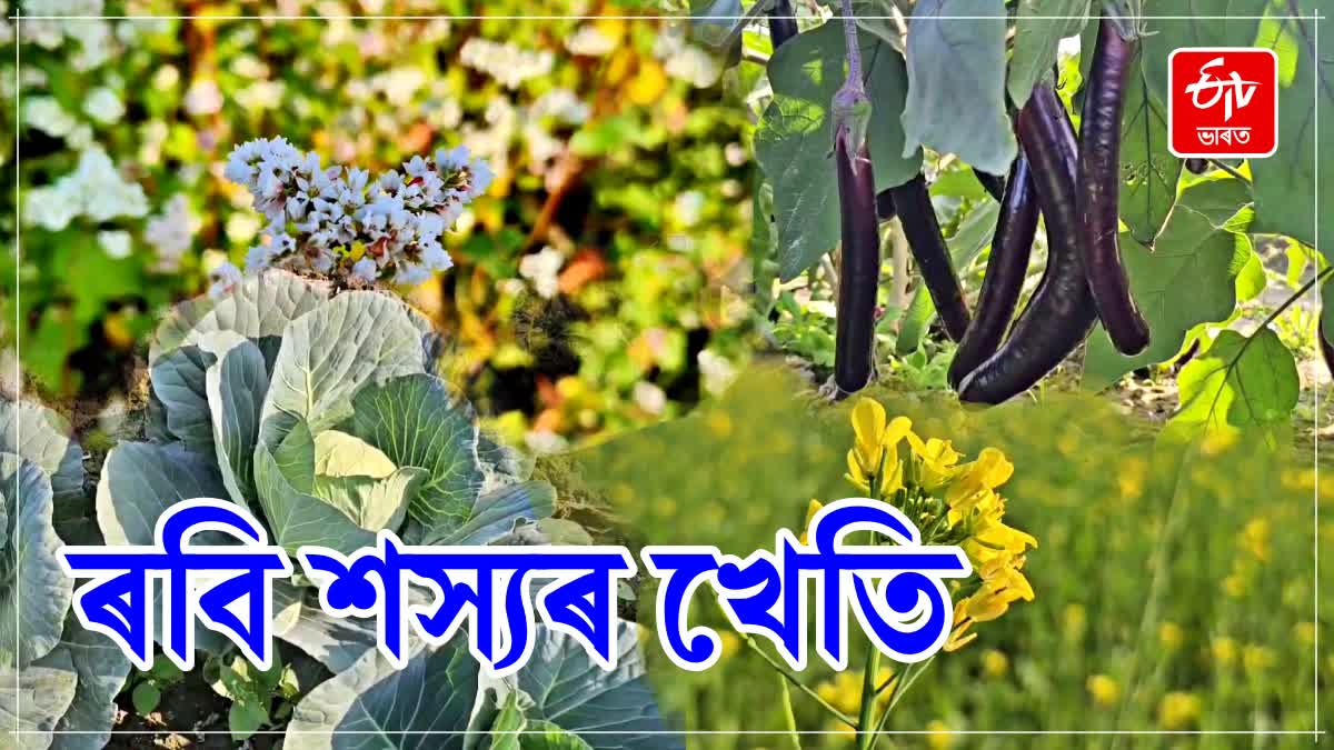 Rabi crops cultivation