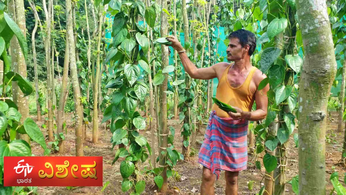 harihara-betel-leaf