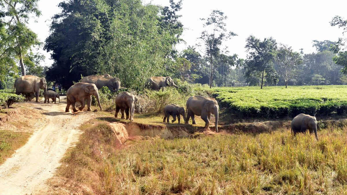 Despite freezing conditions, villagers worked tirelessly to save elephants from a pond, criticizing the forest department for delayed response and lack of initiative.