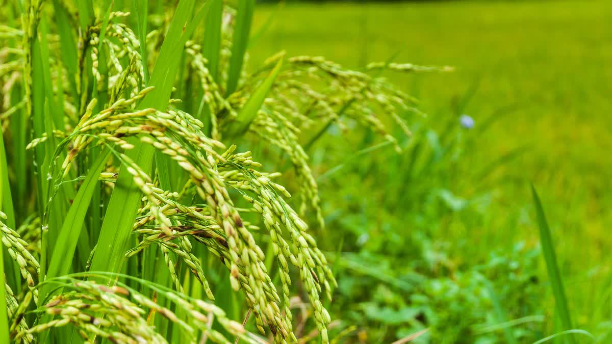 PADDY PURCHASE AT MSP JABALPUR