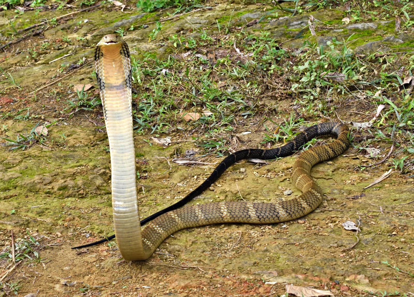 King Cobra