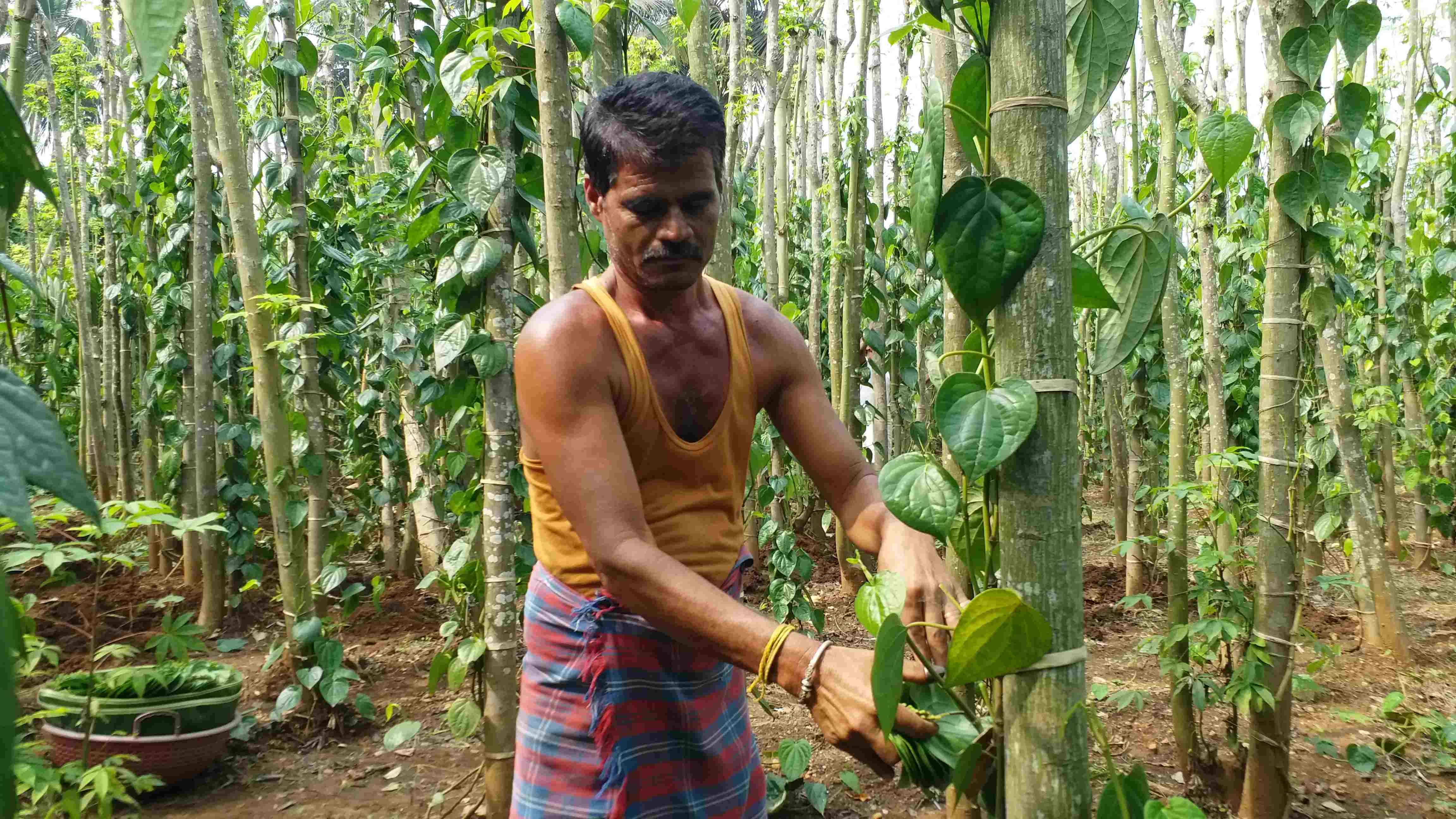 harihara-betel-leaf