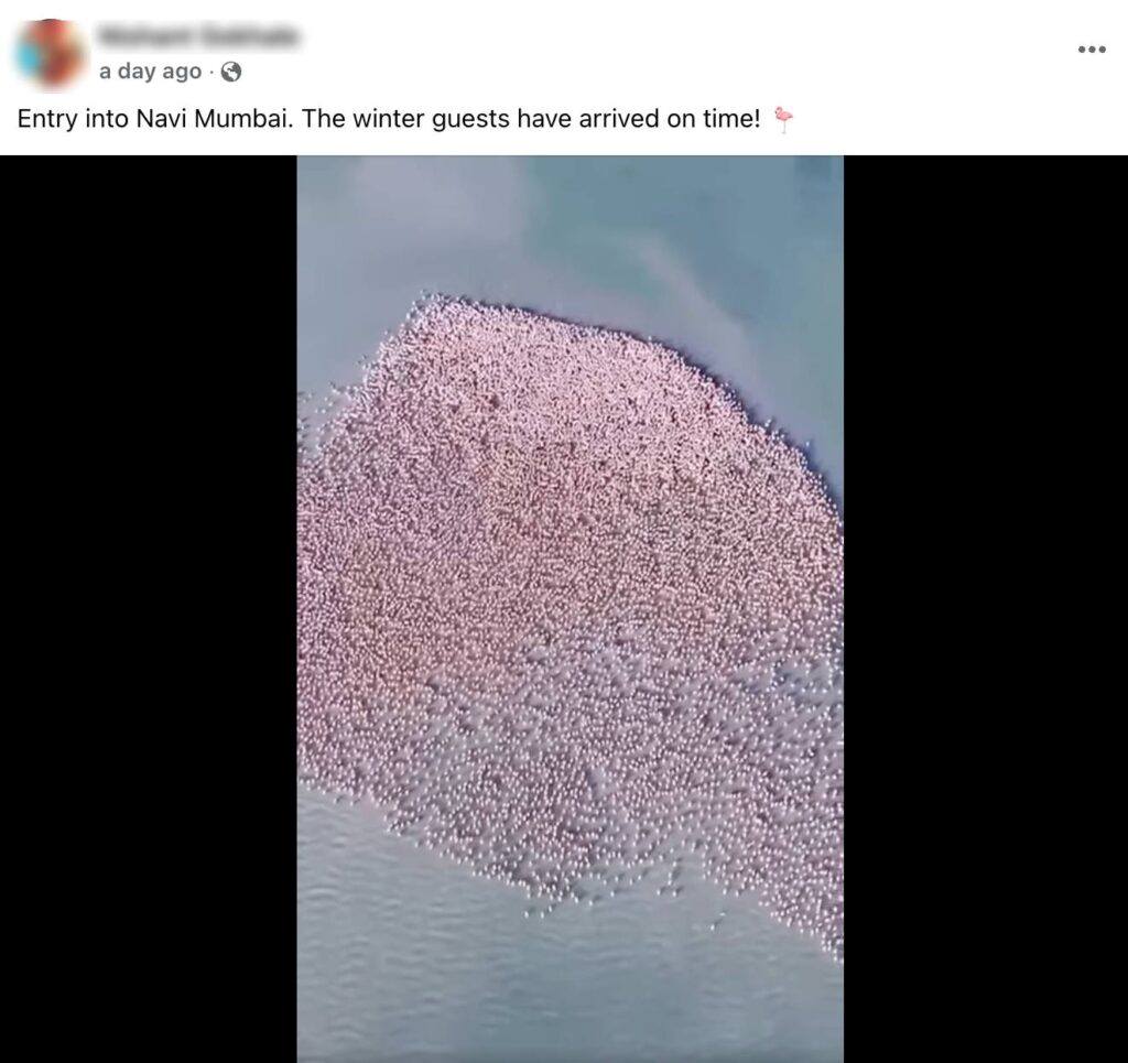 Factly revealed that a video claiming to show flamingos in Navi Mumbai is false. The visuals are actually from Mangystau, Kazakhstan.