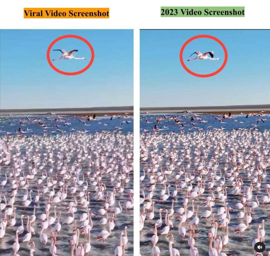 Factly revealed that a video claiming to show flamingos in Navi Mumbai is false. The visuals are actually from Mangystau, Kazakhstan.