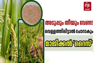 PALAKKAD MAGIC RICE  PALAKKAD RICE CULTIVATION  മാജിക്കല്‍ റൈസ് കൃഷി പാലക്കാട്  അഗോനിബോറ അരി പാലക്കാട്