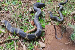 CHIKKAMAGALURU  KING COBRA  SNAKE RESCUE VIDEO  ಕಾಳಿಂಗ ಸರ್ಪ