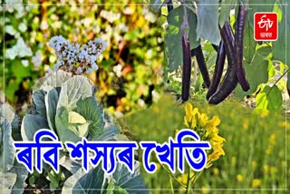 Rabi crops cultivation