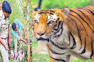 Tracking Cameras for Tiger in Kakinada District