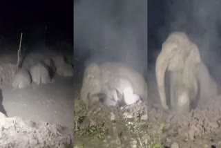 Villagers Saved Stranded Elephants