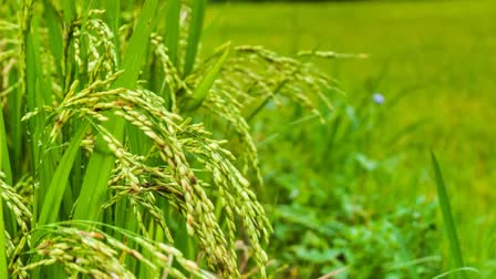 PADDY PURCHASE AT MSP JABALPUR