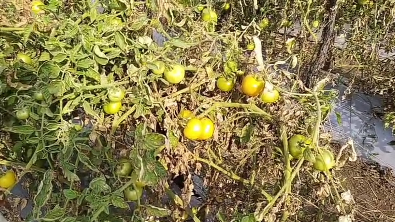 TYLCV Virus Attack on Tomato Crops