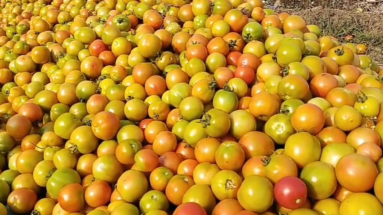 Bundelkhand Tomato Farming