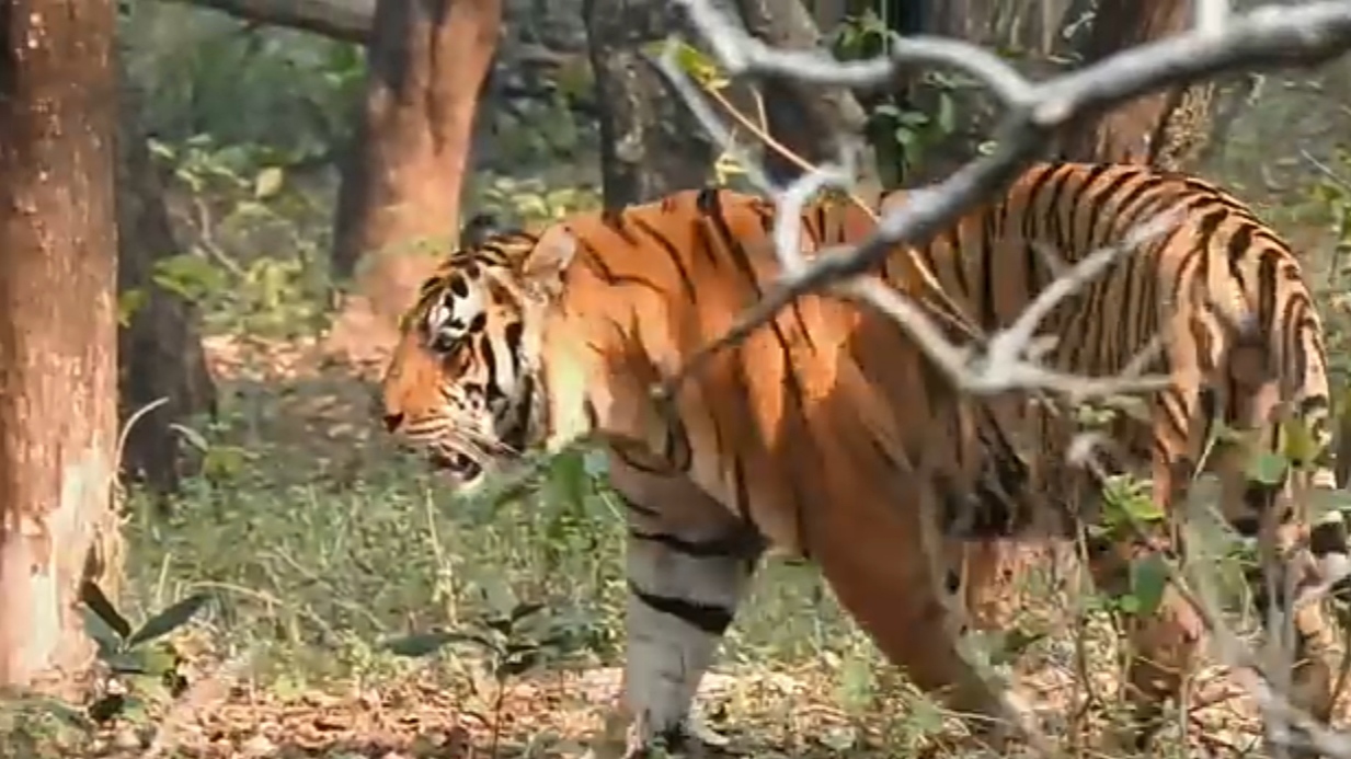 NAURADEHI TIGRESS RADHA struggle