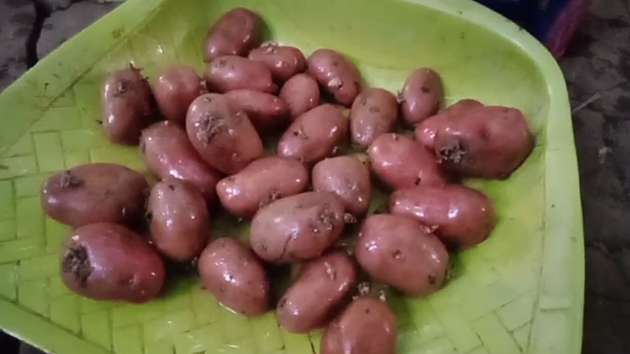 Black Blue Red Potato Cultivation