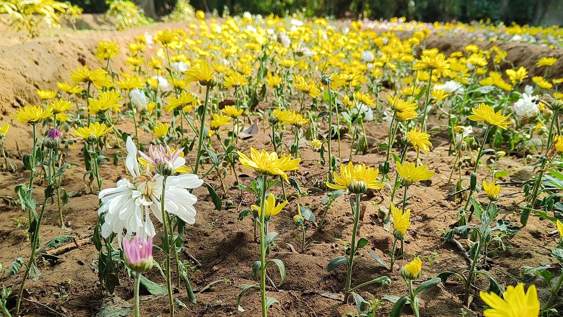 राजस्थान विश्वविद्यालय में हर साल लगती है इसकी एग्जीबिशन