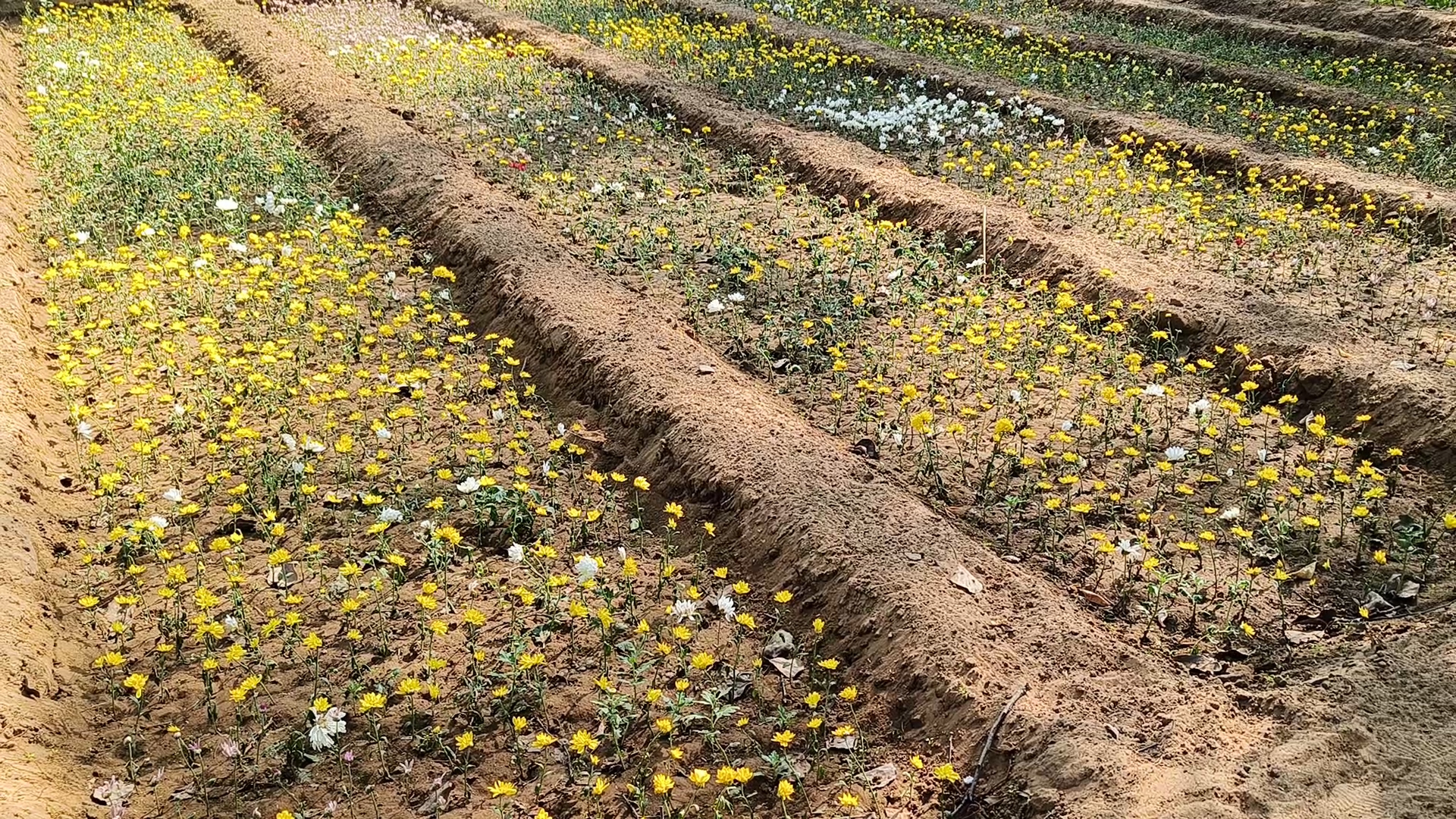 ये आर्डर लेस (बिना खुशबू) फ्लावर होता है