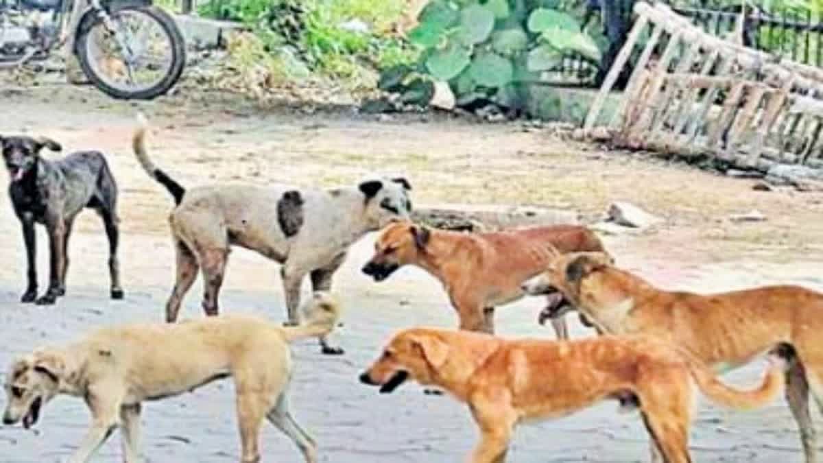 Dog Bite in Rajkot: બાઈક પર જતાં મહિલા રખડતા શ્વાનના કારણે નીચે પટકાયાં, હેમરેજ થતાં થયું મોત