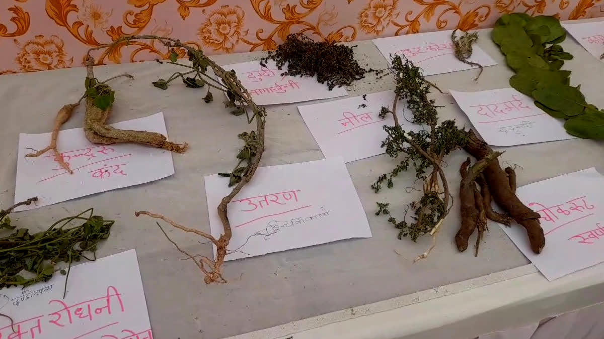 5th passed old man identified 500 Medicinal Plants, displayed them in Kota Arogya Mela