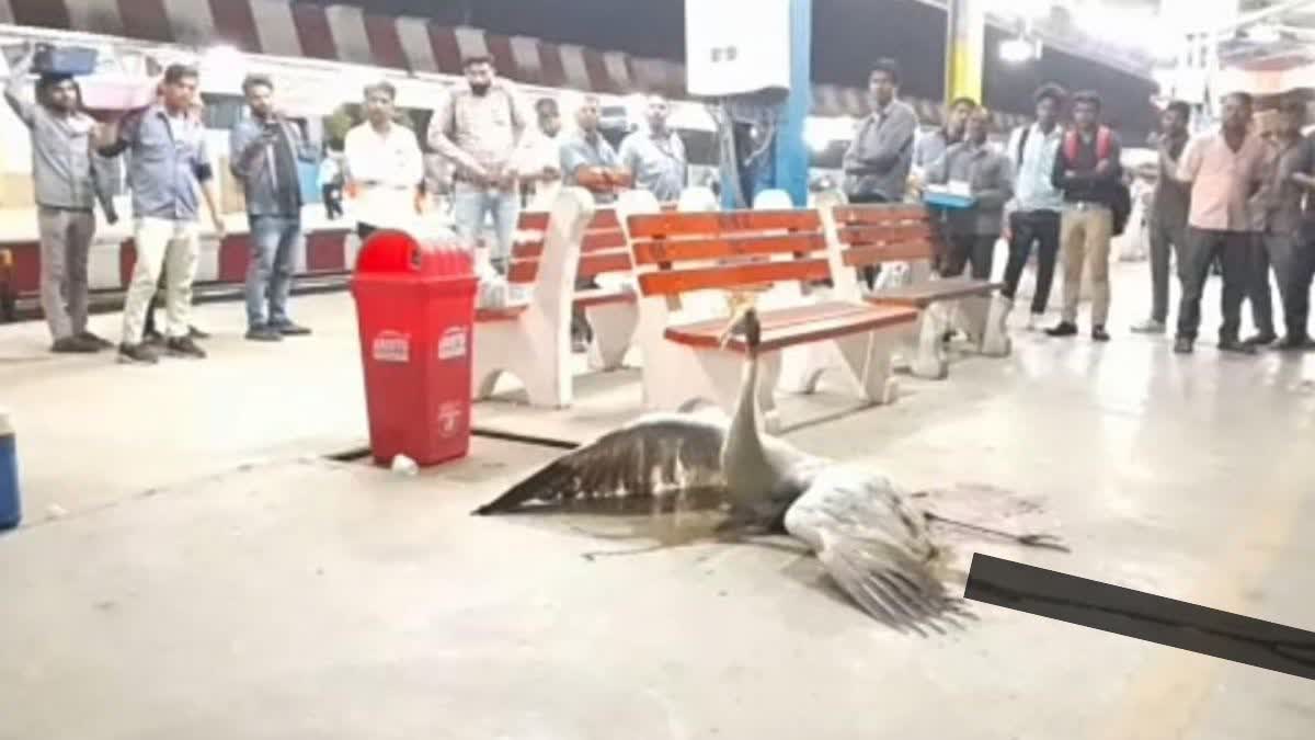 Stork died in Bareilly