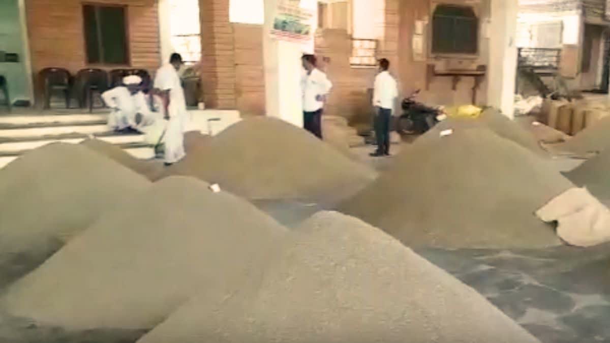 Weather hit Rajasthani cumin crop