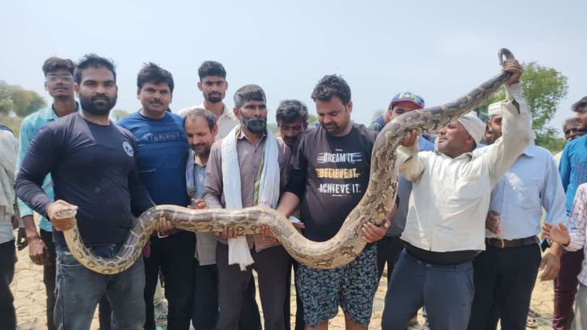 http://10.10.50.75:6060/reg-lowres/24-March-2023/up-agr-01-fear-of-two-pythons-female-and-male-came-out-in-the-field-in-agra-there-was-panic-cobra-ngo-did-the-rescue-with-hard-work-vis-10143_24032023195207_2403f_1679667727_349.mp4