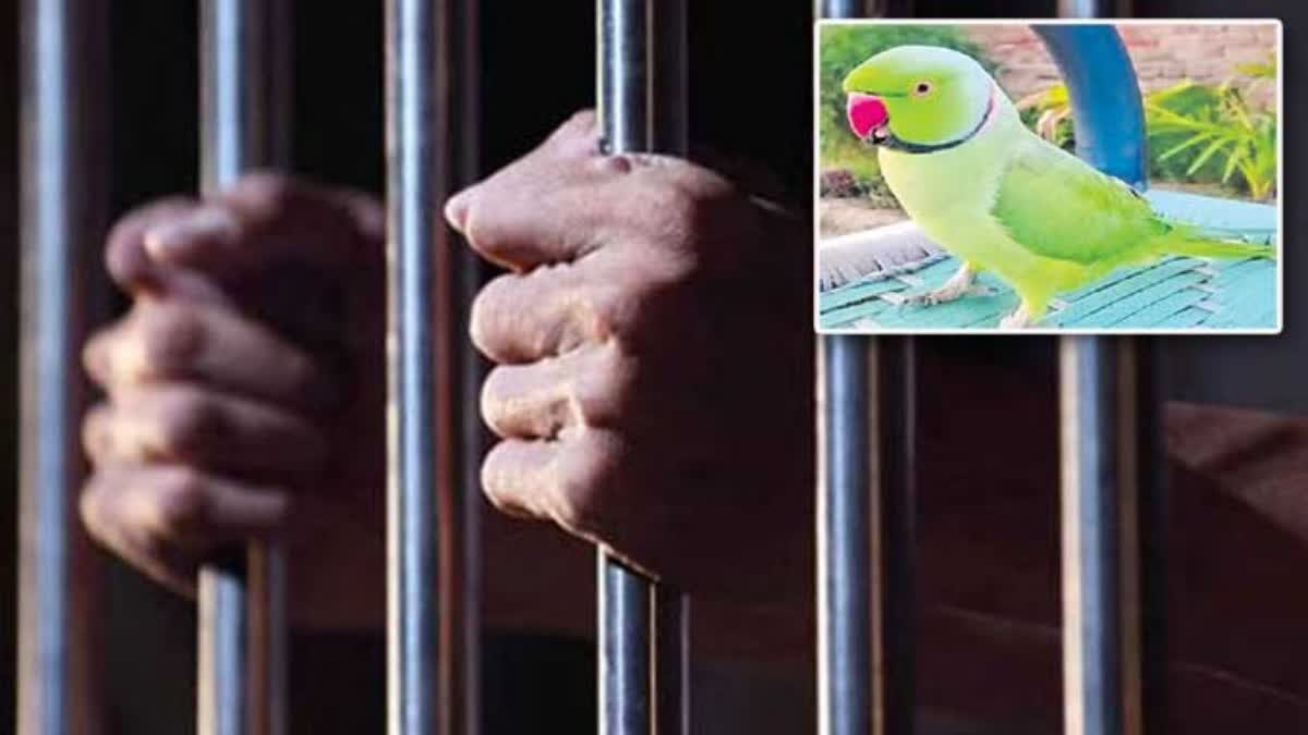 parrot testimony parrot witness case up