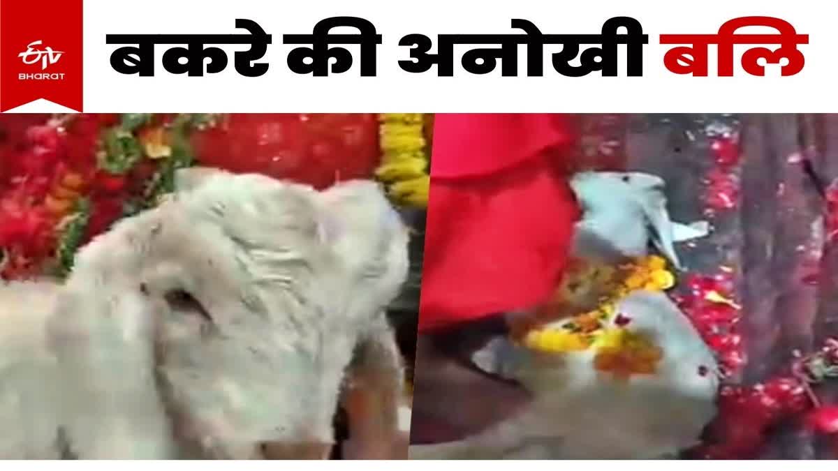 मां मुंडेश्वरी धाम में दी जाती है अनोखी बली