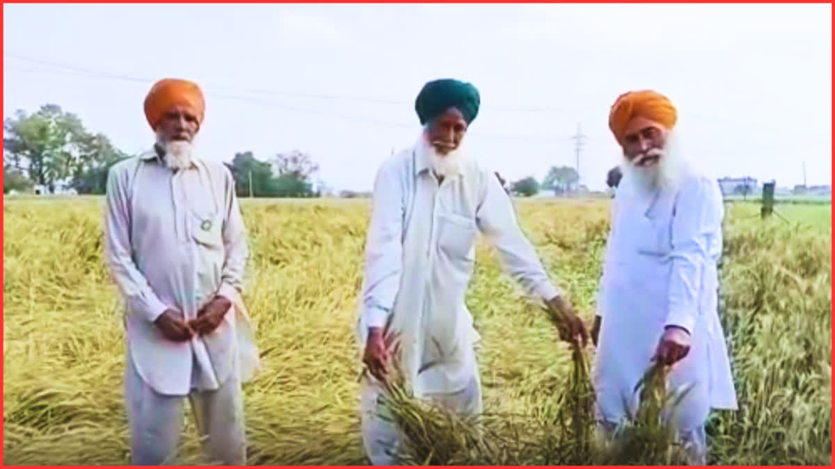 Farmers crops have been damaged