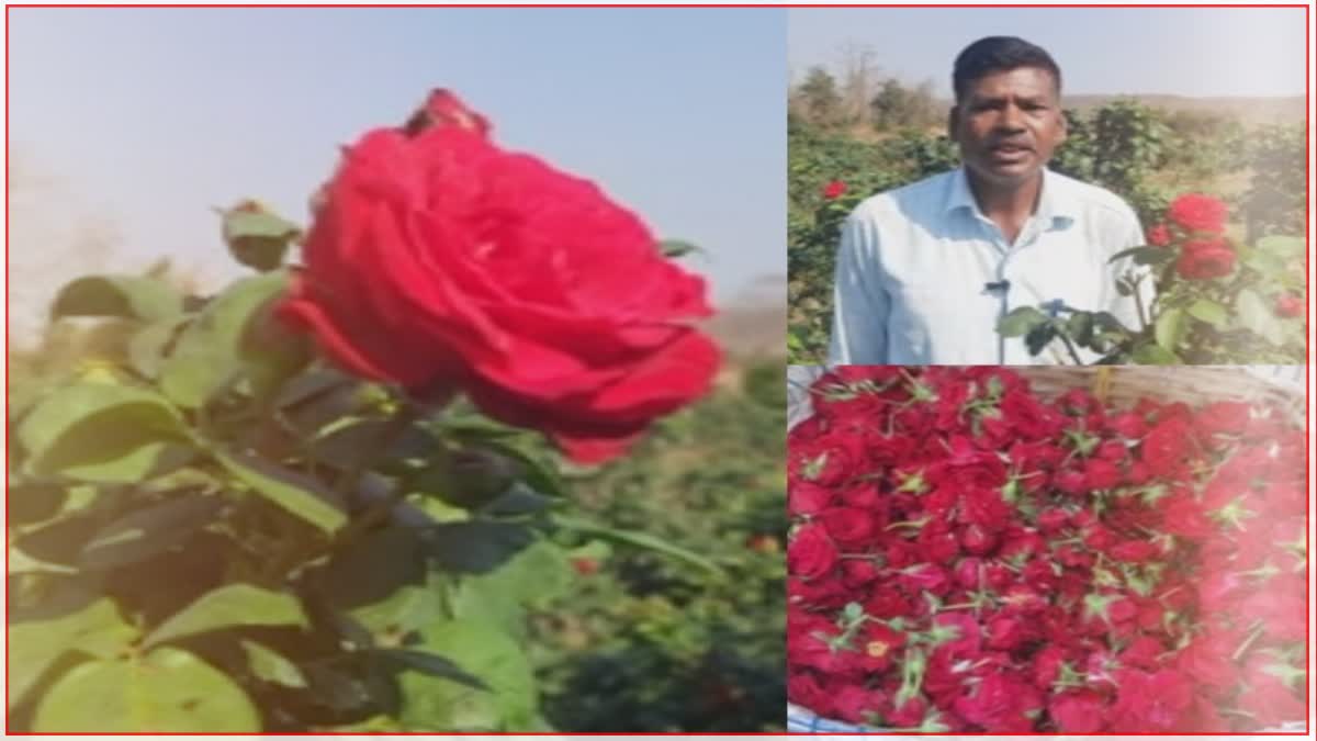 Rose cultivation