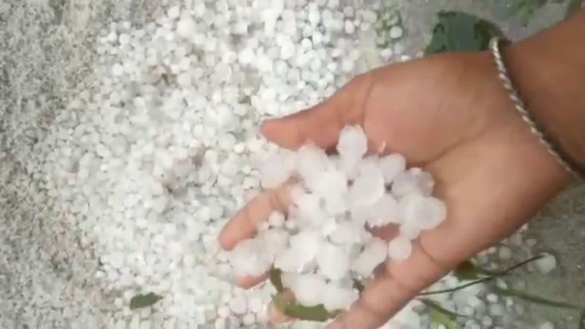 damage to crops in bharatpur