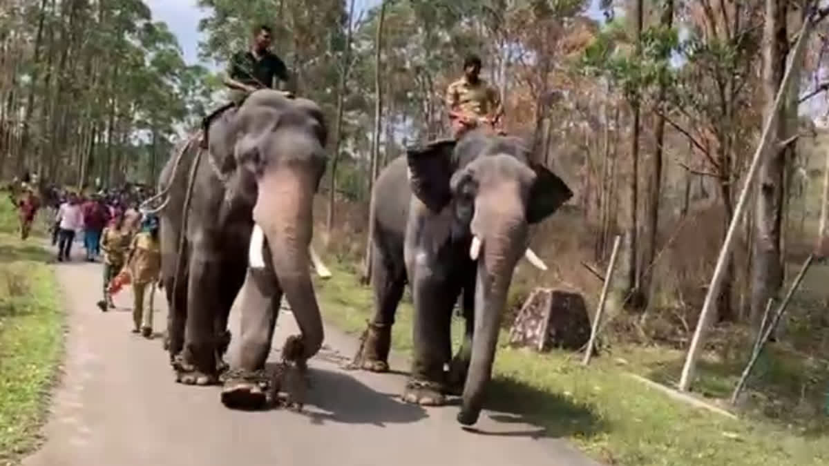 operation arikkomban in chinnakkanal updation  operation arikkomban  chinnakkanal idukki  arikkomban  wild elephant attack  elephant attack  wild life attack  konni surendran  kunju elephant  mission arikkomban  മിഷൻ അരിക്കൊമ്പൻ  അരിക്കൊമ്പൻ  അരിക്കൊമ്പൻ ദൗത്യം  അരിക്കൊമ്പനെ പിടികൂടുന്ന നടപടി  കുങ്കിയാനകൾ  കോന്നി സുരേന്ദ്രൻ  കുഞ്ചു