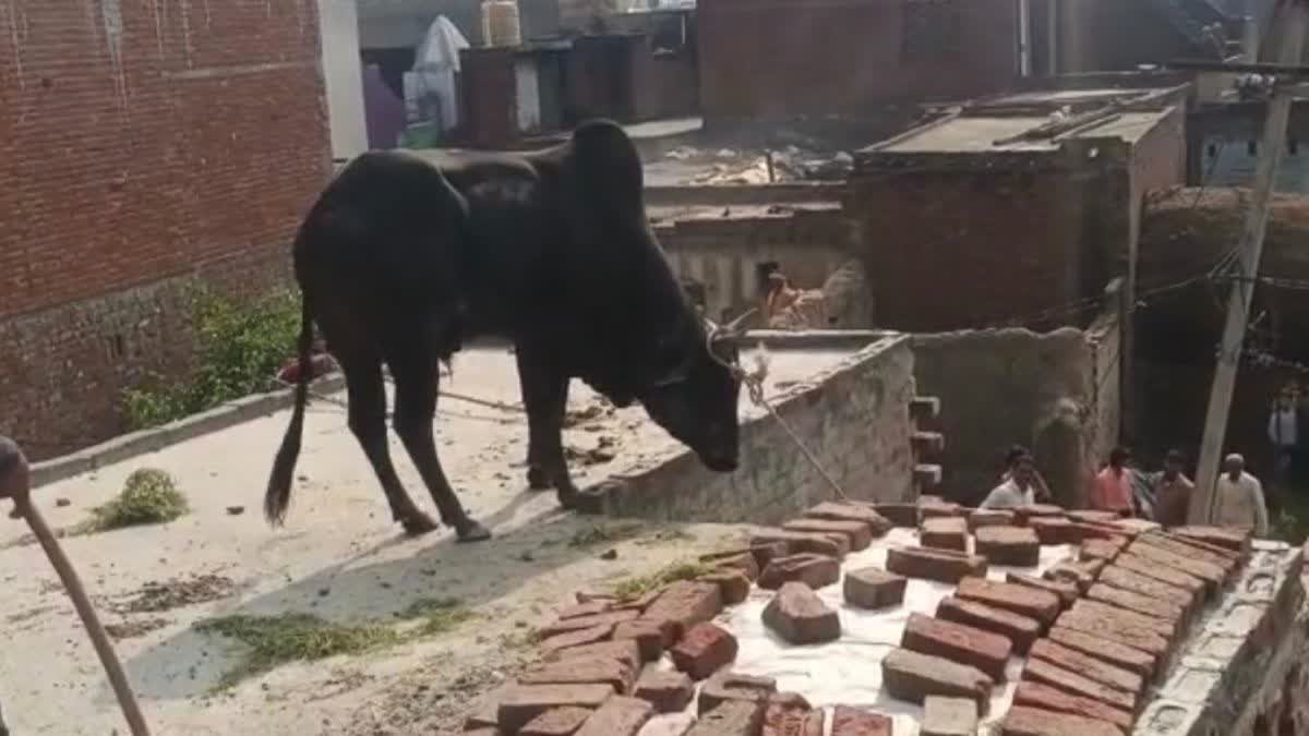 bull climbed on the roof of the house in Sambhal