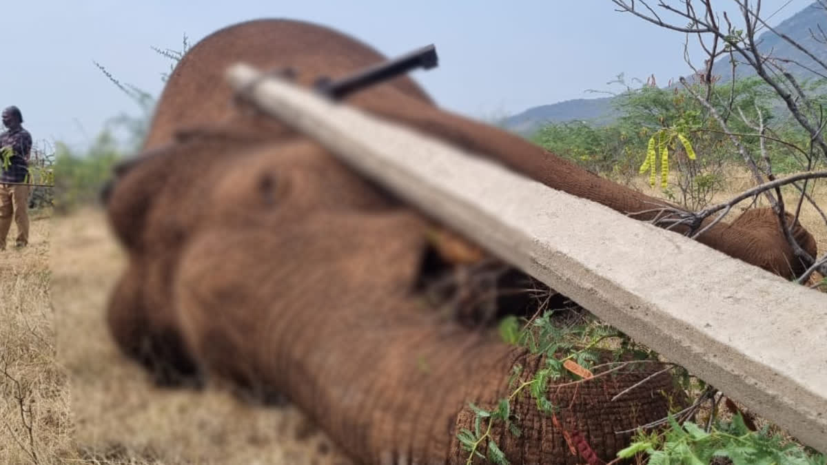 wild elephant electrocuted