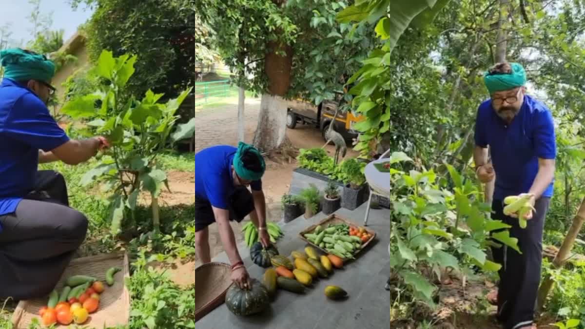 Jayaram  Jayaram harvested the vegetable garden  Jayaram homestead  Jayaram vegetable garden  തോട്ടത്തിൻ്റെ വിളവെടുപ്പ് നടത്തി ജയറാം  ജയറാം  കൊച്ചി  വിളവെടുപ്പ് നടത്തി ജയറാം  മനസിനക്കരെ മുണ്ടക പാടത്തെ  manasinakkare  mundakapaadathe song jayaram  ഇന്നസെൻ്റ്  മുണ്ടക പാടത്തെ മുത്തും പവിഴവും