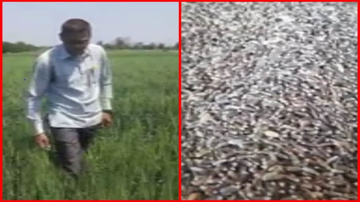 Black Wheat Production In Wardha