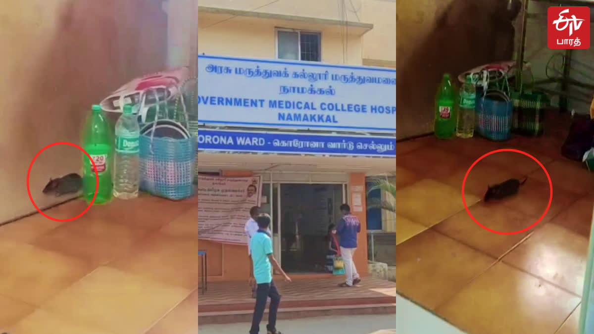 பச்சிளம் குழந்தைகள் வார்டில் எலி தொல்லை   நாமக்கல் அரசு மருத்துவமனையில் அவலம்!, rat infestation in pediatrician ward at namakkal government medical college hospital