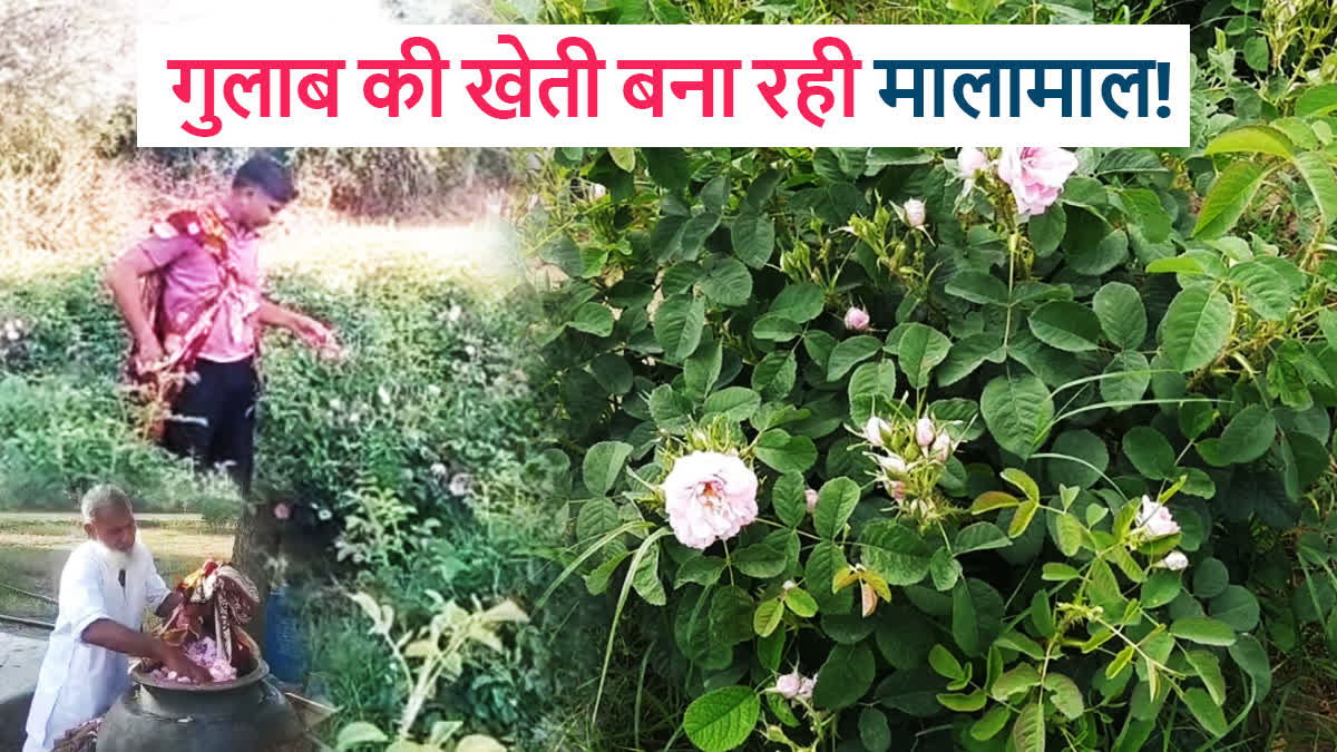 farmer cultivating roses In Bhilwara