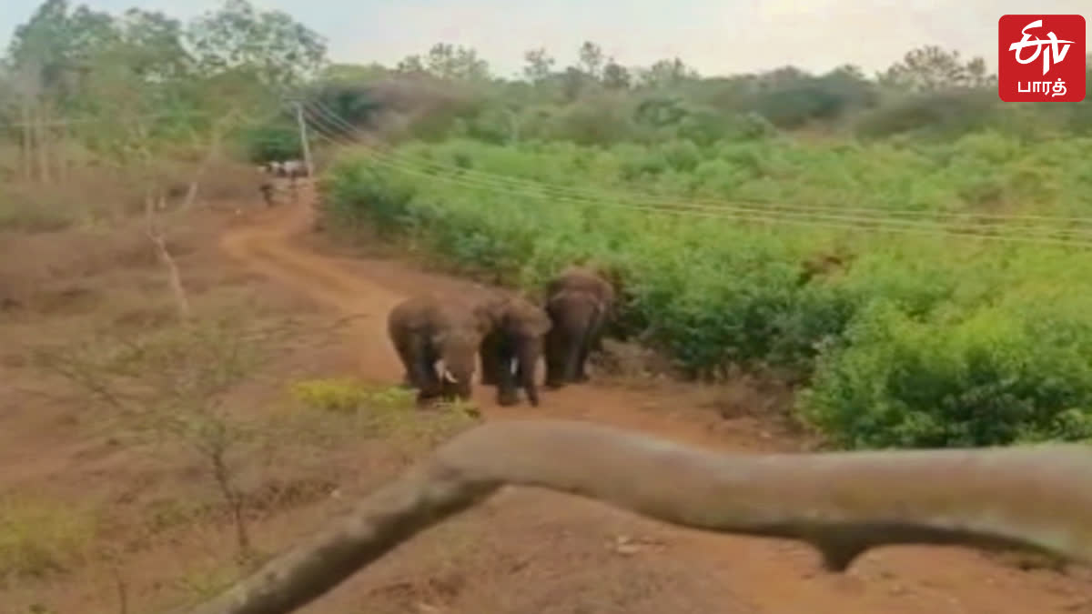 ஓசூர் அருகே கிராமத்தில் நுழைந்த யானைகள்   வனப்பகுதிக்குள் விரட்டியடிப்பு, elephants who entered devaganapalli village near hosur were chased into the forest