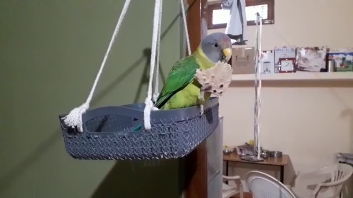 Parrot Missing In Damoh