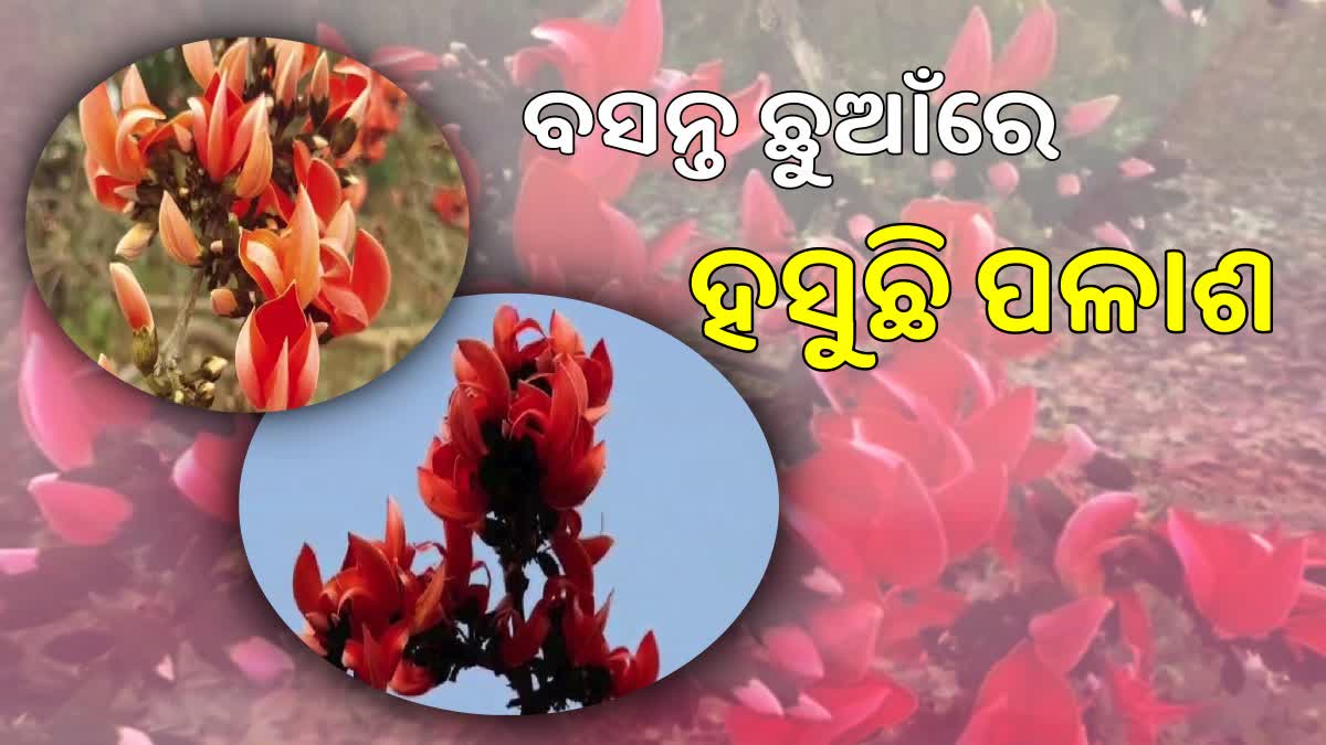 palash flower in subarnapur