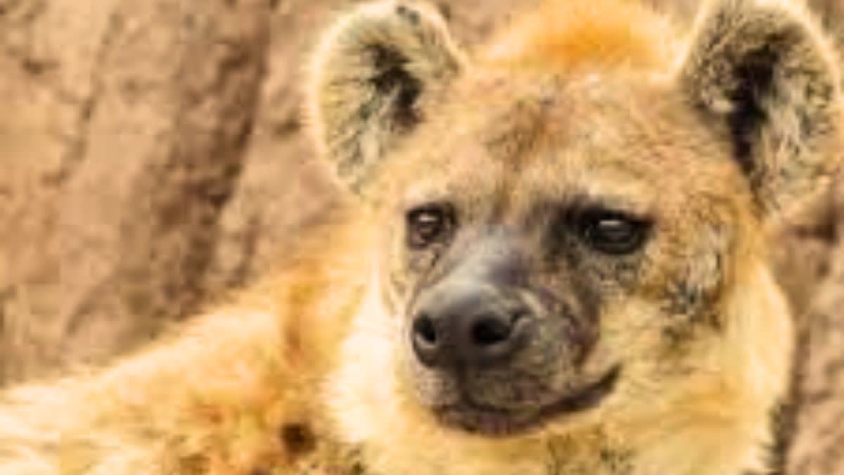 Fear of Hyena in Sirohi