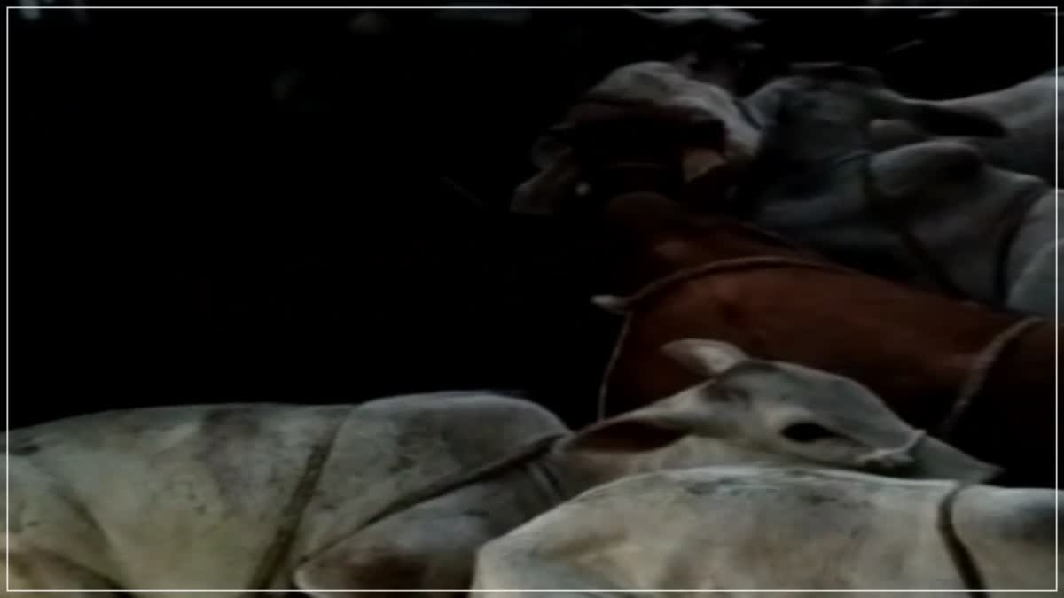 Cattle Smuggling in Alwar