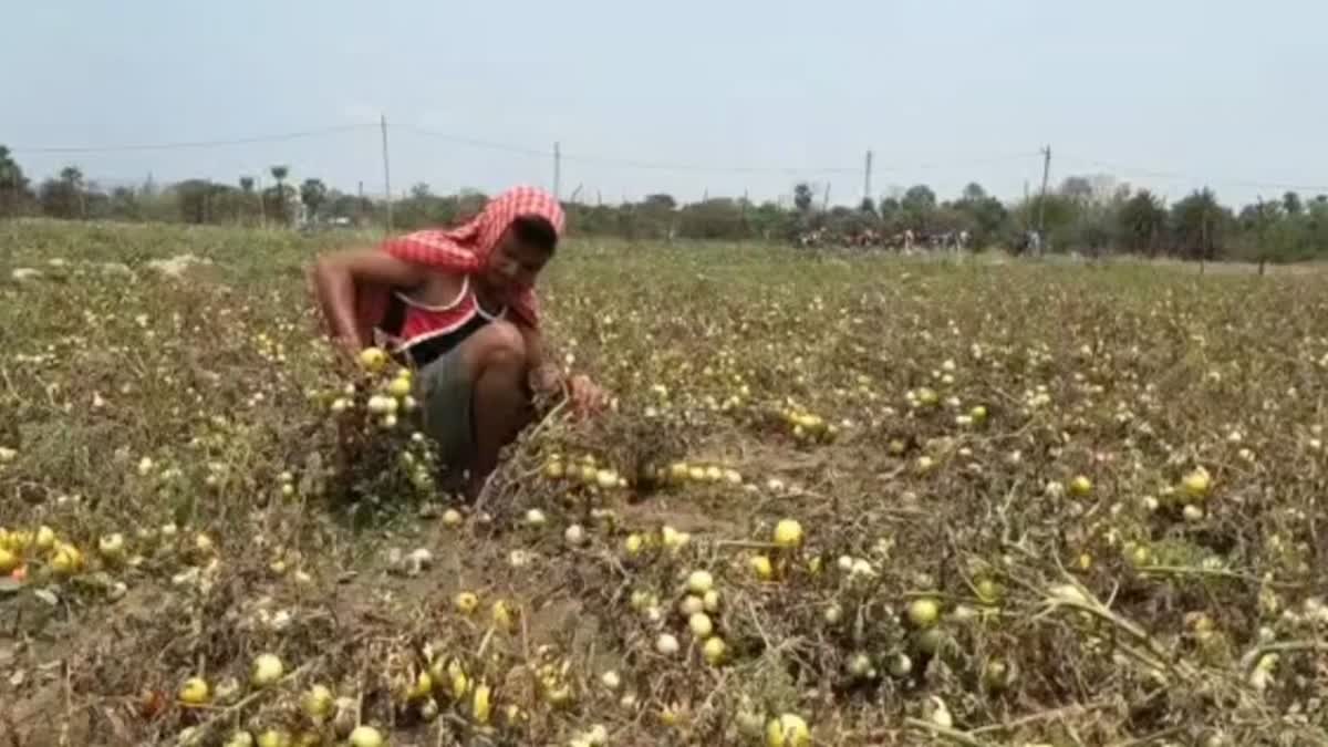 tomato farm was destroyed by the storm